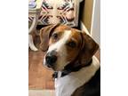 Adopt Maggie a Treeing Walker Coonhound / Mixed dog in Irwin, PA (41022523)