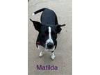 Adopt Matilda a Black - with White American Staffordshire Terrier / Labrador