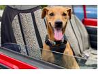 Adopt Coco a Brown/Chocolate Italian Greyhound / Hound (Unknown Type) dog in St.