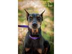 Adopt Layla a Black - with Tan, Yellow or Fawn Doberman Pinscher / Mixed dog in