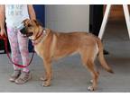 Adopt Cocoa a Tan/Yellow/Fawn - with Black Black Mouth Cur dog in Dallas