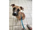 Adopt Scout a Boxer / Labrador Retriever dog in Garner, NC (41422789)