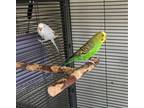 Adopt Kermit (fostered in Omaha) a Parakeet - Other bird in Papillion