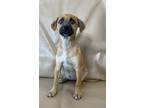 Adopt Tonka a White Jack Russell Terrier / Mixed Breed (Medium) / Mixed (short