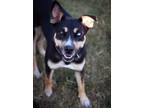 Adopt Macy a Black Australian Kelpie / Mixed Breed (Medium) / Mixed (short coat)