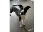 Adopt Gravy a Black Labrador Retriever / Mixed Breed (Medium) / Mixed (short