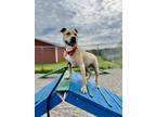 Adopt Finnegan a Tan/Yellow/Fawn American Staffordshire Terrier / Mixed Breed