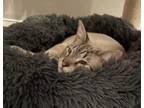 Adopt Chaz a Siamese cat in Richardson, TX (40733304)