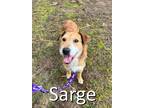Adopt Sarge a Red/Golden/Orange/Chestnut - with White Airedale Terrier / Terrier