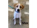 Adopt Max a White - with Tan, Yellow or Fawn Brittany / Spaniel (Unknown Type) /