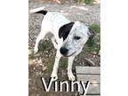 Adopt Vinny a Black - with White Australian Cattle Dog / Terrier (Unknown Type