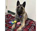 Adopt Obie a Tan/Yellow/Fawn - with Black Belgian Malinois / Mixed dog in