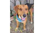 Adopt Elvis a Tricolor (Tan/Brown & Black & White) Foxhound / Beagle / Mixed dog