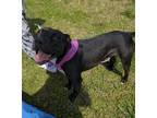 Adopt Athena a Black - with White Labrador Retriever / Pit Bull Terrier / Mixed