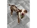 Adopt "Q" a Catahoula Leopard Dog / Whippet dog in Fern Park, FL (41418039)