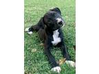 Adopt Genie a Black - with White Shepherd (Unknown Type) / Pointer dog in