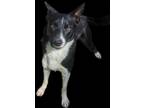 Adopt NEPTUNE a Black Border Collie / Mixed Breed (Medium) / Mixed (short coat)