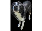 Adopt JUPITER a Black Border Collie / Mixed Breed (Medium) / Mixed (short coat)