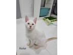 Adopt Rocket a Orange or Red (Mostly) Siamese (short coat) cat in St Cloud