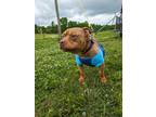 Adopt Archie a Red/Golden/Orange/Chestnut Pit Bull Terrier / Mixed dog in