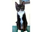 Adopt Kitten Quinley a Black & White or Tuxedo Domestic Shorthair / Mixed (short
