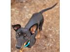 Adopt Starla a Black - with Tan, Yellow or Fawn Miniature Pinscher / Jack