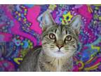 Adopt Alameda a Brown Tabby Domestic Shorthair / Mixed (short coat) cat in