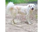 Adopt Elwyn a White - with Red, Golden, Orange or Chestnut Great Pyrenees /