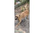 Adopt Peanut a Black - with Tan, Yellow or Fawn German Shepherd Dog / Labrador