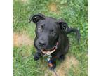 Adopt Brenna a Black Labrador Retriever / Staffordshire Bull Terrier / Mixed dog