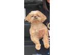 Adopt Nala a White - with Tan, Yellow or Fawn Shih Tzu / Mixed dog in Tomball