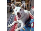 Adopt Star Trek2 : Scotty a White - with Brown or Chocolate Australian Cattle