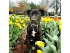 Adopt Jilley a Black Catahoula Leopard Dog / Mixed Breed (Medium) dog in