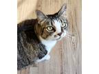 Adopt Bella a Brown Tabby Domestic Shorthair / Mixed (short coat) cat in
