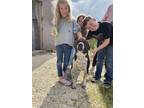 Adopt Loki a Black - with White Staffordshire Bull Terrier dog in Niagara On The