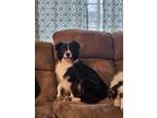 Adopt 0571 Presley a Black - with White Australian Shepherd / Mixed dog in