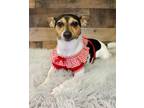 Adopt Laura a Rat Terrier / Jack Russell Terrier dog in Fort Lauderdale