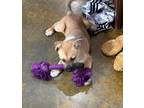 Adopt Ranger a Tan/Yellow/Fawn - with Black Black Mouth Cur / Shepherd (Unknown