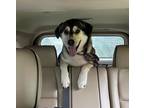 Adopt Miles a Black - with Gray or Silver Husky dog in Youngsville
