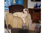 Adopt Buster a White - with Black American Pit Bull Terrier / American