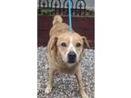 Adopt MILO a Tan/Yellow/Fawn Shar Pei / Mixed Breed (Medium) / Mixed (short