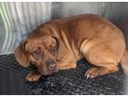 Adopt PICKLES a Brown/Chocolate Beagle / Mixed Breed (Medium) / Mixed (short