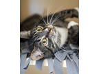 Adopt Jevin a All Black Domestic Shorthair / Mixed Breed (Medium) / Mixed (short