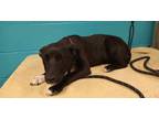 Adopt HELGA a Black Mixed Breed (Medium) / Mixed Breed (Medium) / Mixed (short