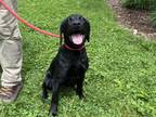 Adopt Xela a Black Mixed Breed (Small) / Mixed Breed (Medium) / Mixed (short