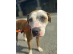 Adopt Hexagon a Brown/Chocolate American Pit Bull Terrier / Mixed Breed (Medium)