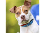 Adopt Princess Baby a White Mixed Breed (Medium) / Mixed dog in Hilliard