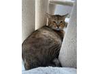 Adopt Monkey a Brown Tabby Domestic Shorthair / Mixed Breed (Medium) / Mixed