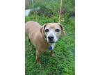 Adopt Annabelle a Tan/Yellow/Fawn Beagle dog in Evansville, IN (41422083)