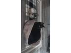 Adopt Felix a All Black American Shorthair / Mixed (medium coat) cat in Tampa